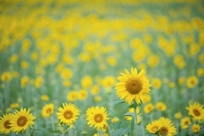 sunflower_web.jpg